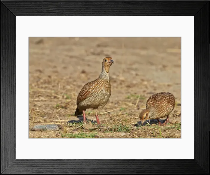 Framed Print : Picture No. 11676820 Framed Print : Picture No. 11676820