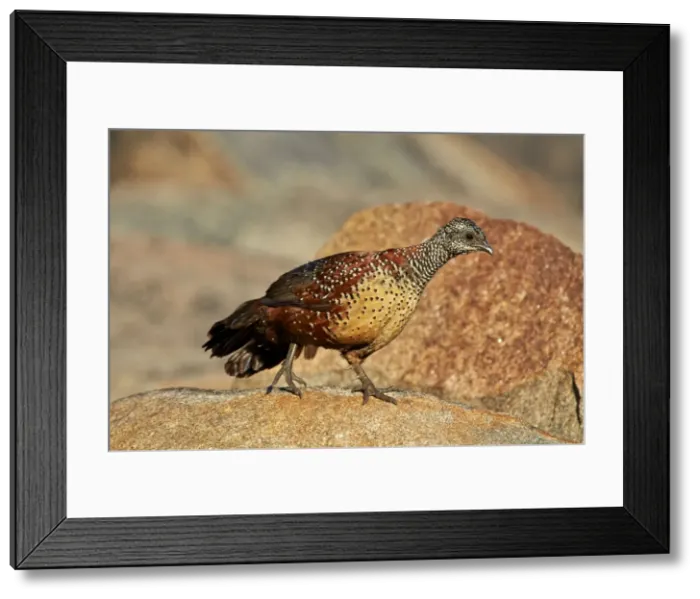 Framed Print : Picture No. 11676821 Framed Print : Picture No. 11676821