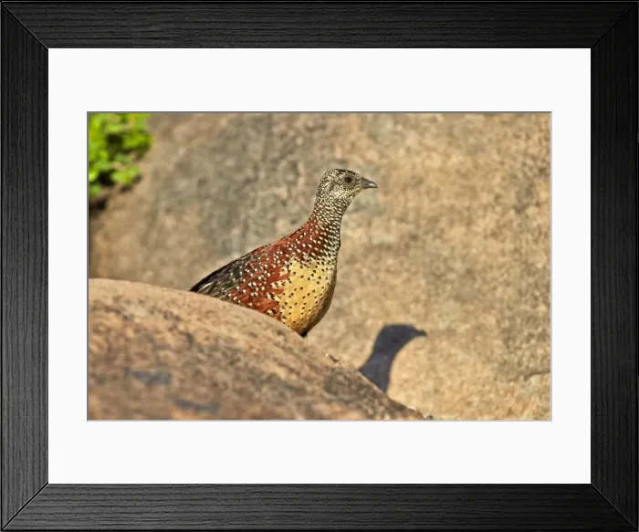 Framed Print : Picture No. 11676822 Framed Print : Picture No. 11676822