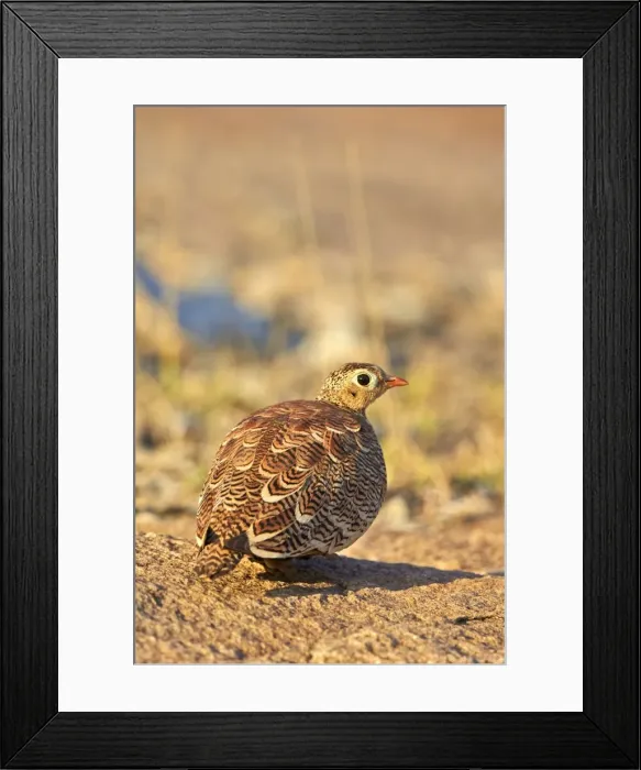 Framed Print : Picture No. 11676823 Framed Print : Picture No. 11676823