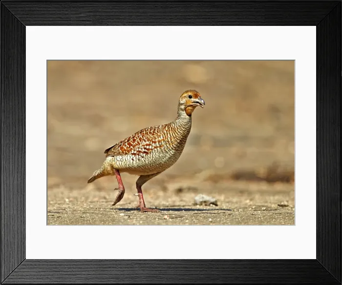 Framed Print : Picture No. 11676819 Framed Print : Picture No. 11676819