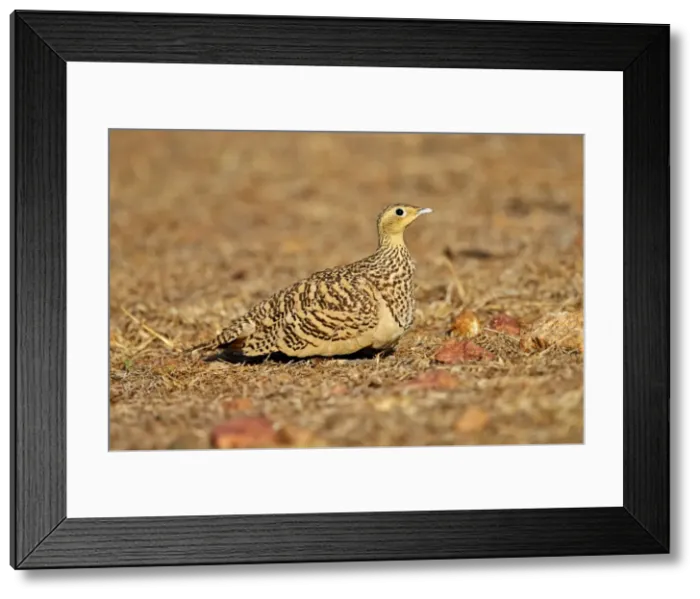 Framed Print : Picture No. 11676825 Framed Print : Picture No. 11676825