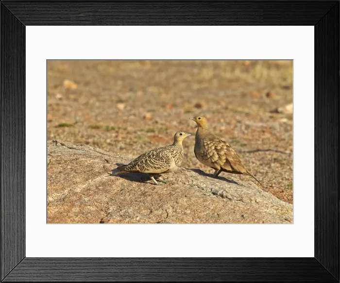 Framed Print : Picture No. 11676826 Framed Print : Picture No. 11676826