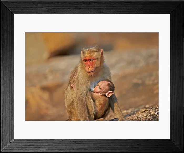 Framed Print : Picture No. 11676827 Framed Print : Picture No. 11676827