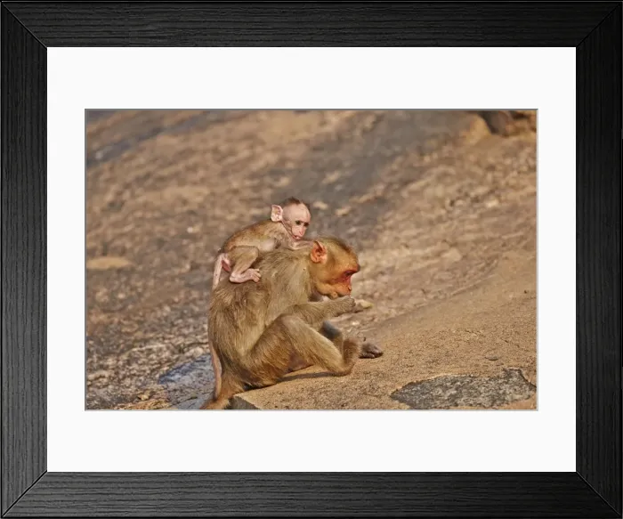 Framed Print : Picture No. 11676828 Framed Print : Picture No. 11676828