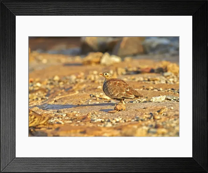 Framed Print : Picture No. 11676824 Framed Print : Picture No. 11676824