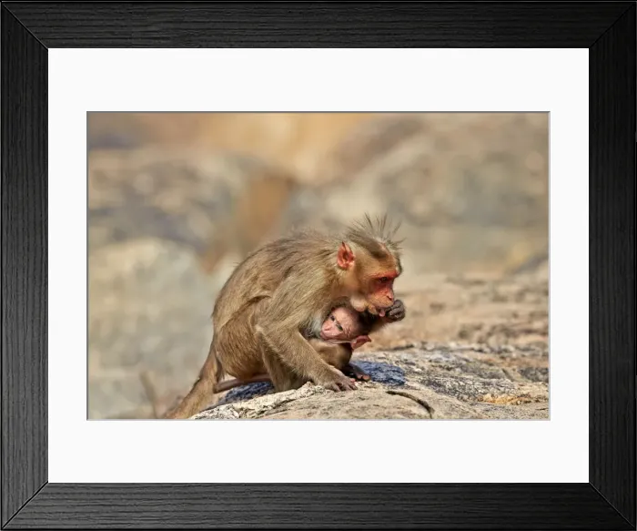 Framed Print : Picture No. 11676830 Framed Print : Picture No. 11676830