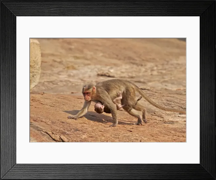 Framed Print : Picture No. 11676831 Framed Print : Picture No. 11676831