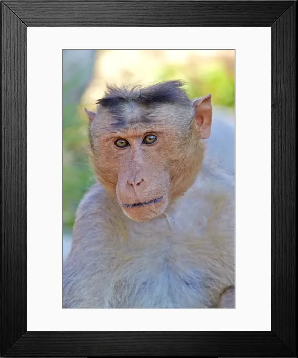 Framed Print : Picture No. 11676832 Framed Print : Picture No. 11676832