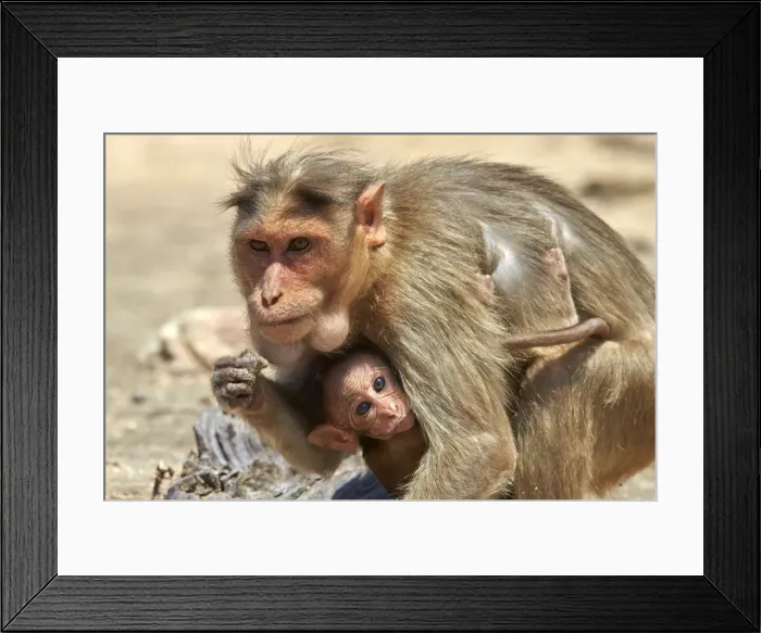 Framed Print : Picture No. 11676833 Framed Print : Picture No. 11676833