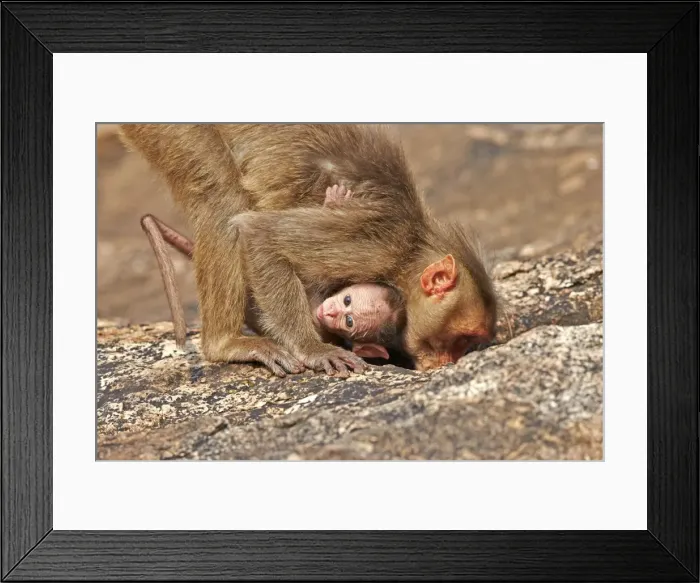 Framed Print : Picture No. 11676829 Framed Print : Picture No. 11676829