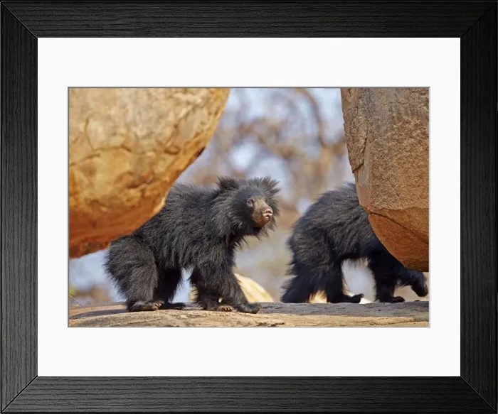 Framed Print : Picture No. 11676835 Framed Print : Picture No. 11676835