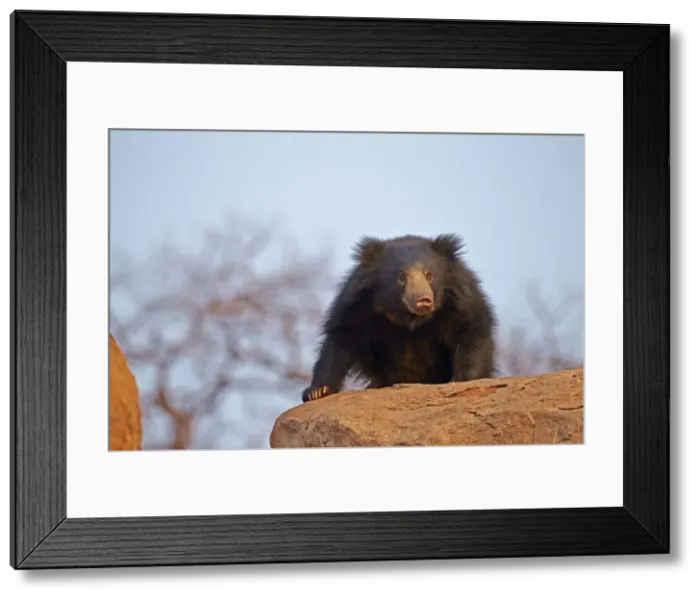 Framed Print : Picture No. 11676836 Framed Print : Picture No. 11676836