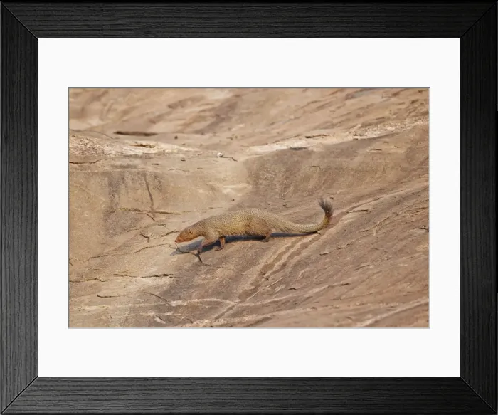 Framed Print : Picture No. 11676834 Framed Print : Picture No. 11676834