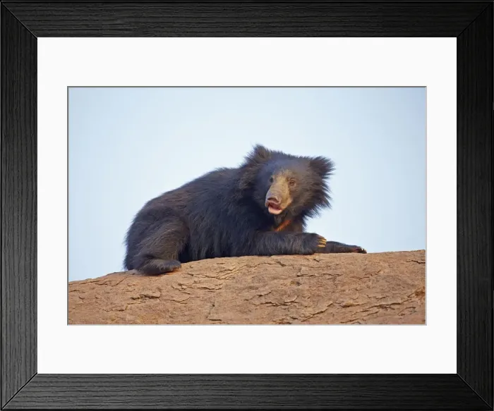 Framed Print : Picture No. 11676837 Framed Print : Picture No. 11676837
