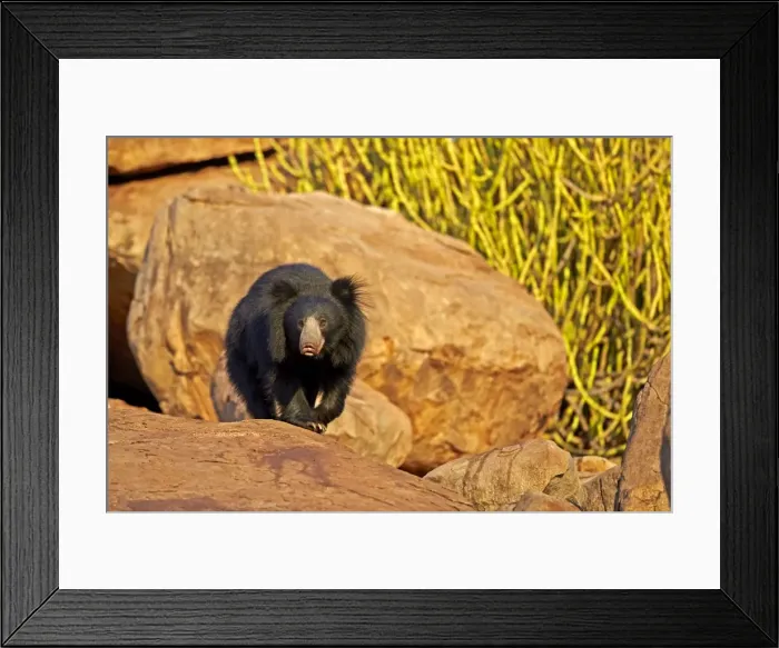 Framed Print : Picture No. 11676839