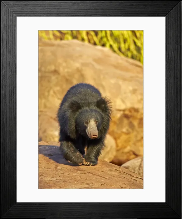 Framed Print : Picture No. 11676840 Framed Print : Picture No. 11676840
