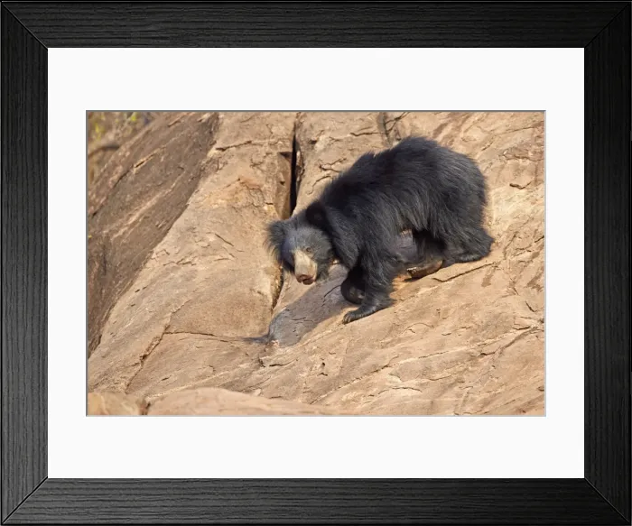 Framed Print : Picture No. 11676838 Framed Print : Picture No. 11676838