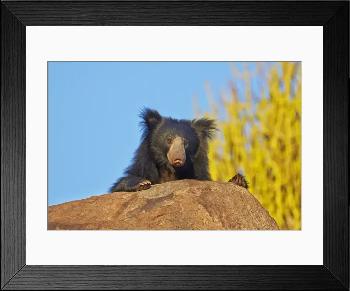 Framed Print : Picture No. 11676842 Framed Print : Picture No. 11676842
