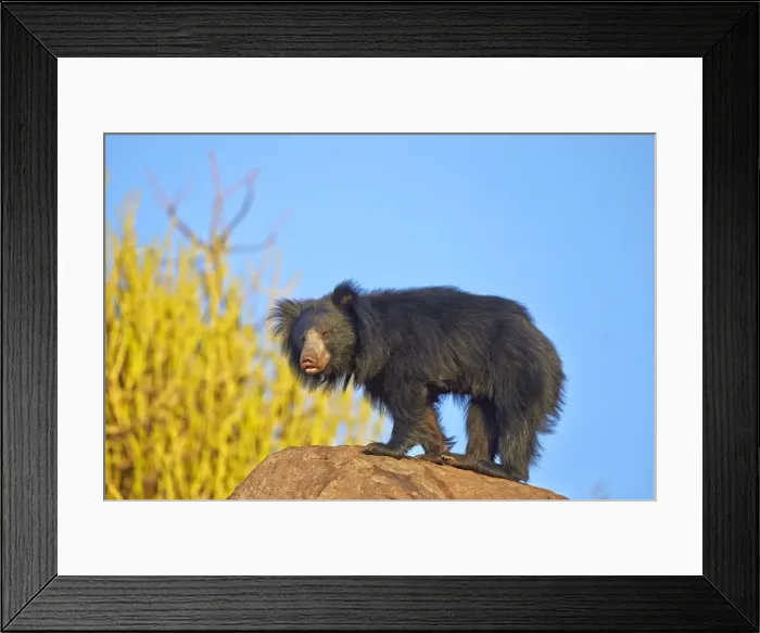 Framed Print : Picture No. 11676843 Framed Print : Picture No. 11676843