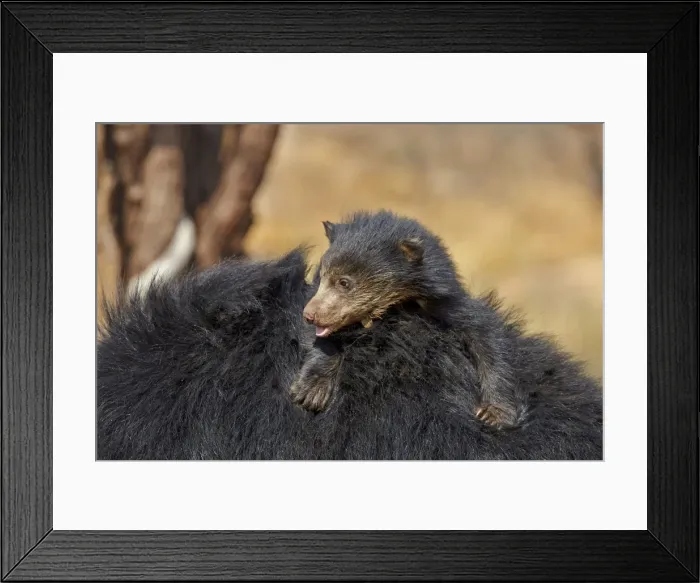 Framed Print : Picture No. 11676844 Framed Print : Picture No. 11676844