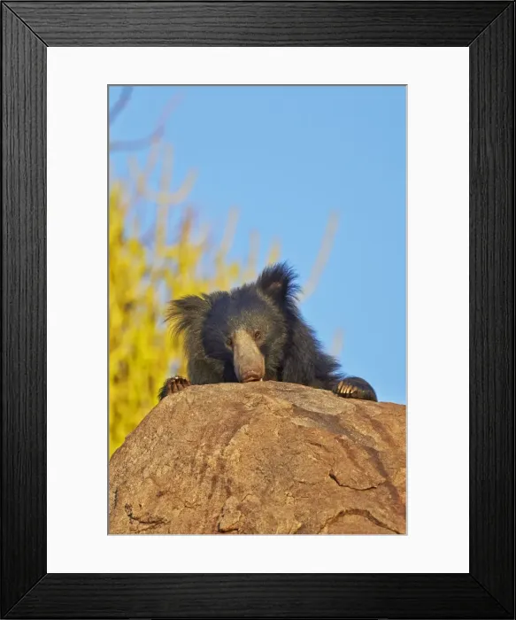 Framed Print : Picture No. 11676841 Framed Print : Picture No. 11676841