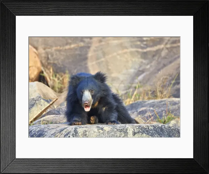 Framed Print : Picture No. 11676847 Framed Print : Picture No. 11676847
