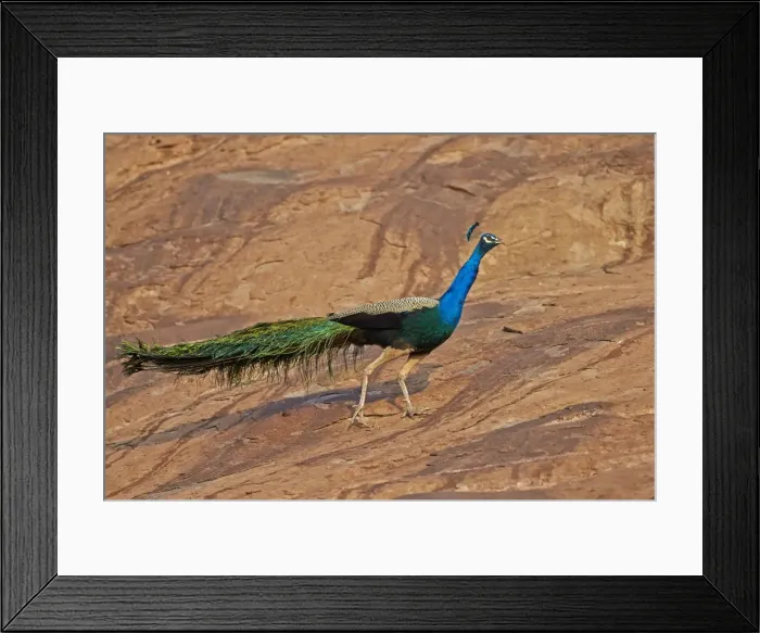 Framed Print : Picture No. 11676848 Framed Print : Picture No. 11676848