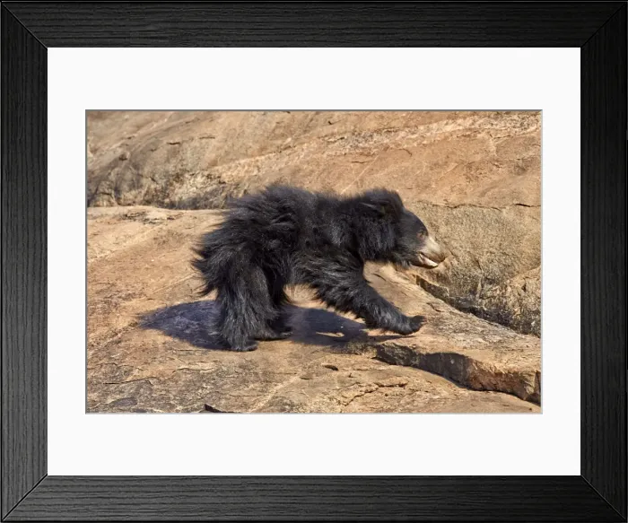 Framed Print : Picture No. 11676846 Framed Print : Picture No. 11676846