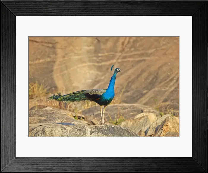 Framed Print : Picture No. 11676850 Framed Print : Picture No. 11676850