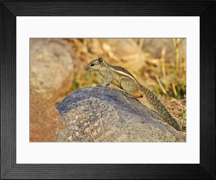 Framed Print : Picture No. 11676851 Framed Print : Picture No. 11676851