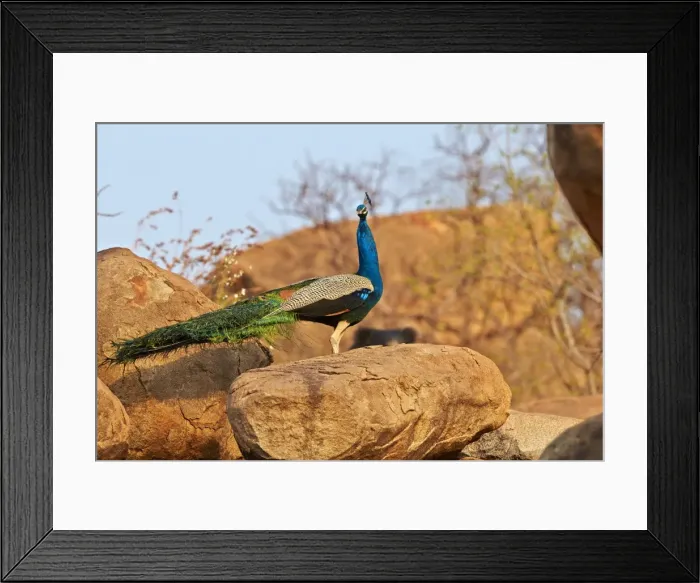 Framed Print : Picture No. 11676849 Framed Print : Picture No. 11676849