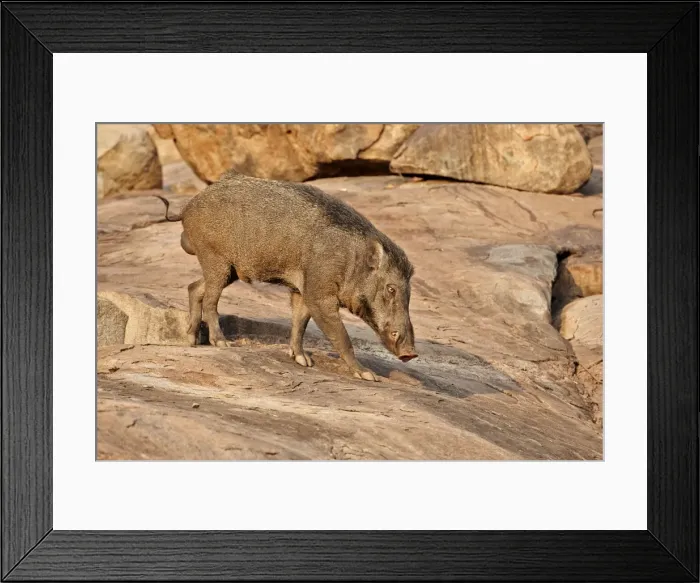 Framed Print : Picture No. 11676853 Framed Print : Picture No. 11676853