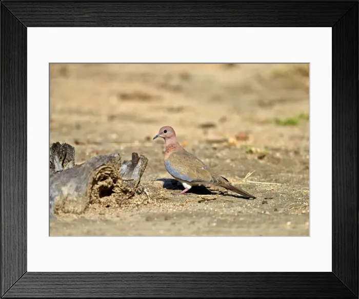 Framed Print : Picture No. 11676854 Framed Print : Picture No. 11676854