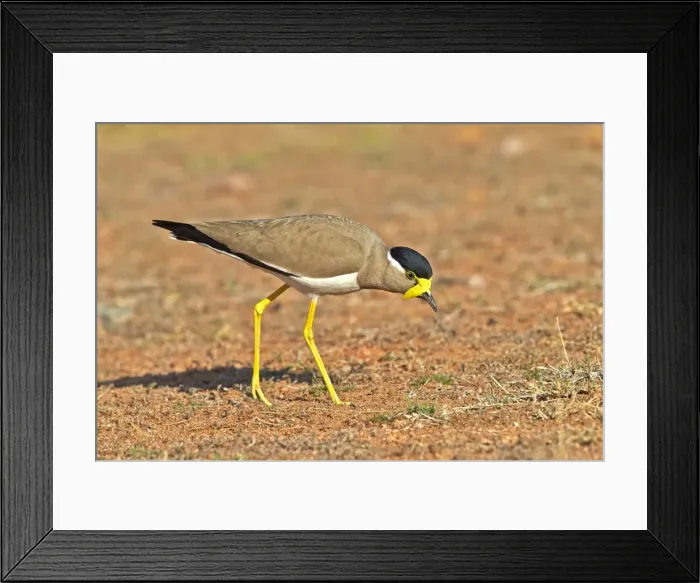 Framed Print : Picture No. 11676855 Framed Print : Picture No. 11676855