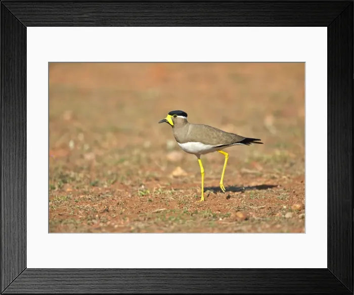 Framed Print : Picture No. 11676856 Framed Print : Picture No. 11676856