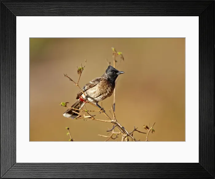 Framed Print : Picture No. 11676857 Framed Print : Picture No. 11676857