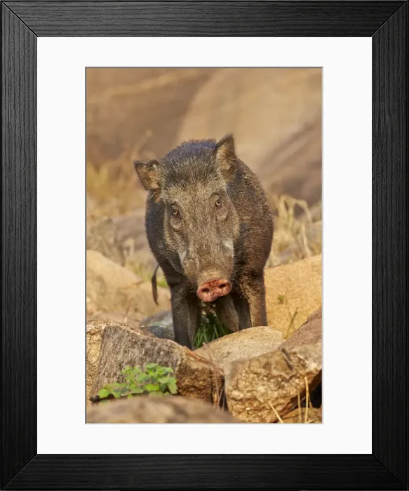 Framed Print : Picture No. 11676852 Framed Print : Picture No. 11676852