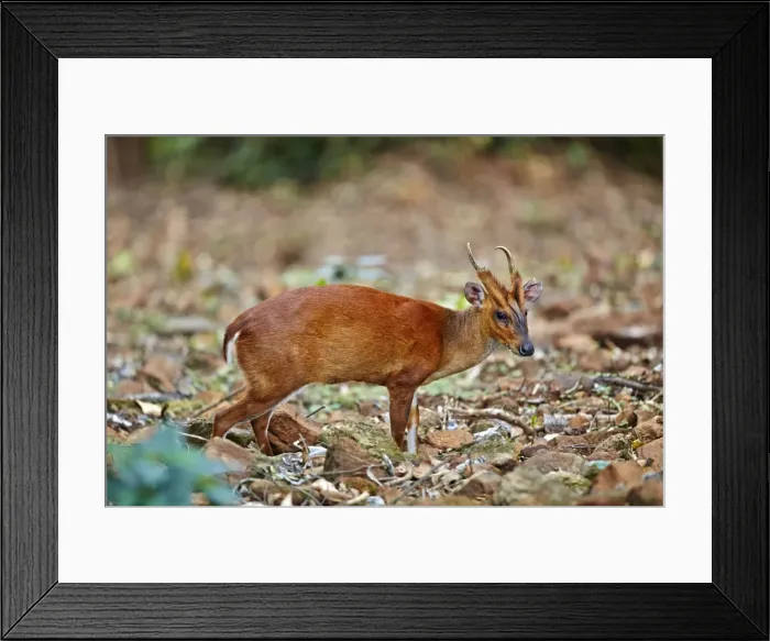 Framed Print : Picture No. 11676860 Framed Print : Picture No. 11676860