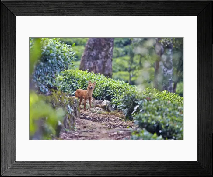 Framed Print : Picture No. 11676861 Framed Print : Picture No. 11676861