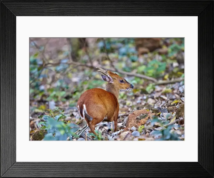 Framed Print : Picture No. 11676859 Framed Print : Picture No. 11676859