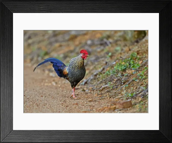 Framed Print : Picture No. 11676863 Framed Print : Picture No. 11676863