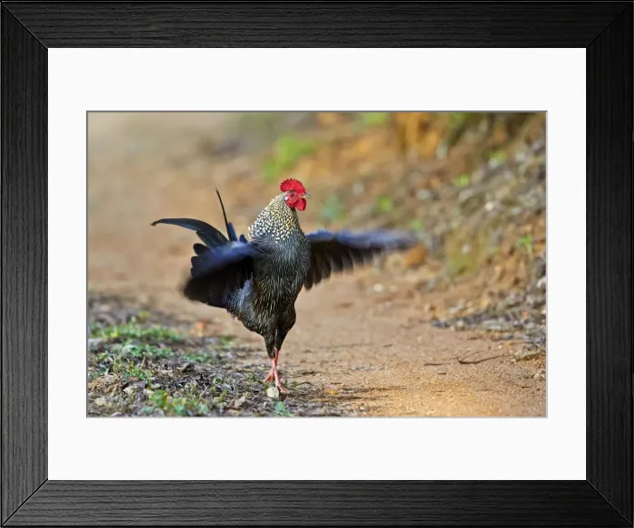 Framed Print : Picture No. 11676862