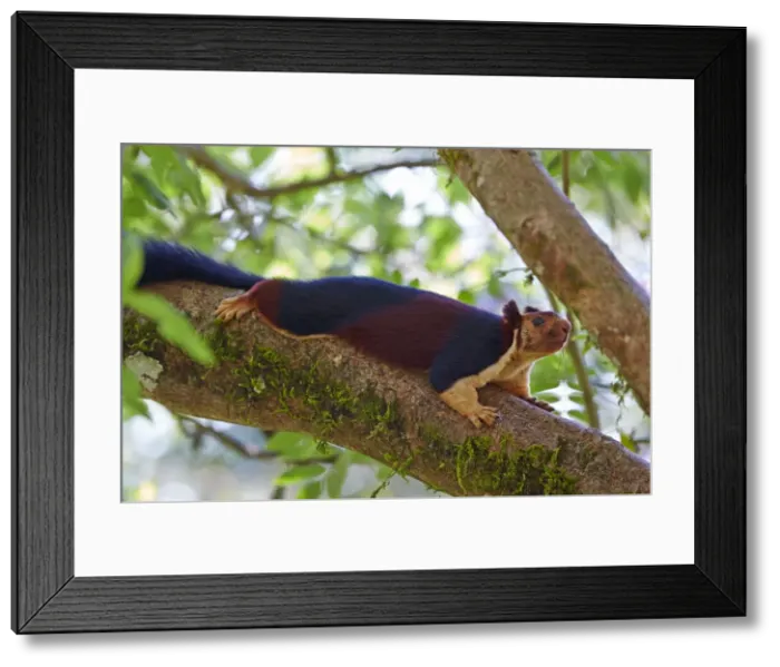 Framed Print : Picture No. 11676865 Framed Print : Picture No. 11676865