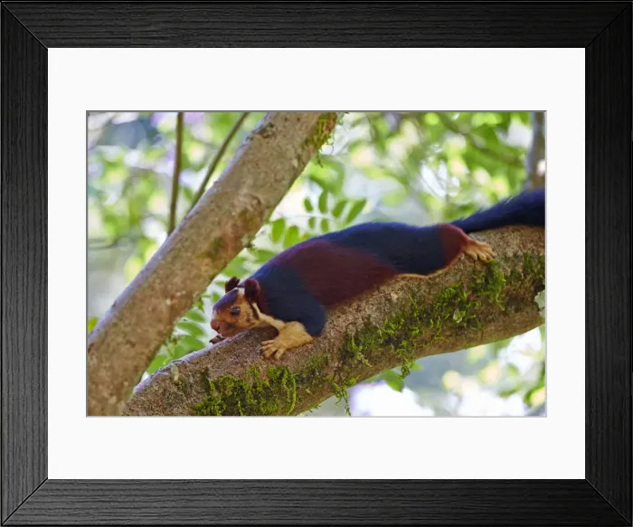 Framed Print : Picture No. 11676864 Framed Print : Picture No. 11676864