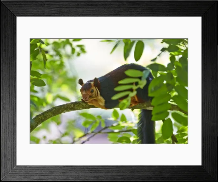 Framed Print : Picture No. 11676867 Framed Print : Picture No. 11676867