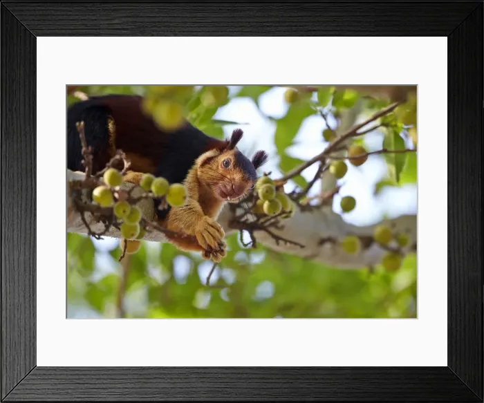 Framed Print : Picture No. 11676868 Framed Print : Picture No. 11676868