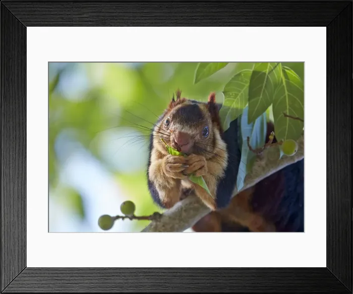 Framed Print : Picture No. 11676869 Framed Print : Picture No. 11676869
