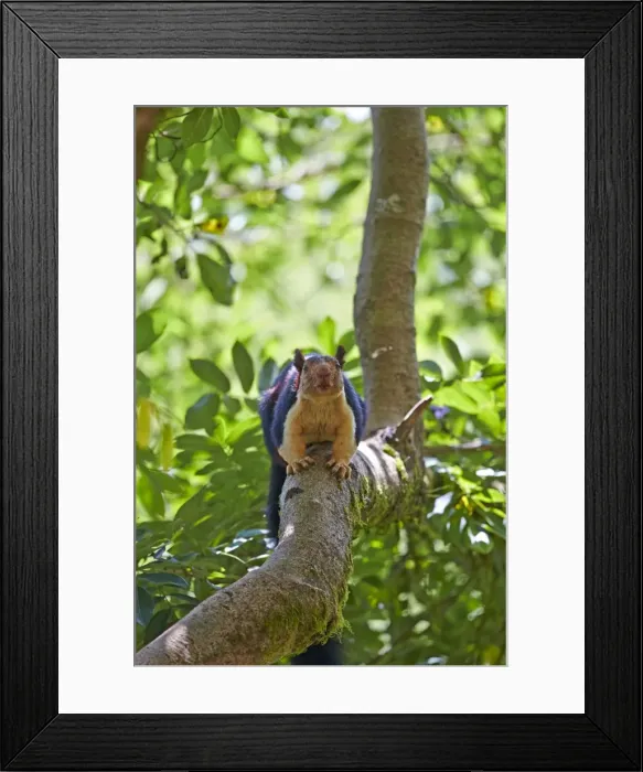 Framed Print : Picture No. 11676866 Framed Print : Picture No. 11676866