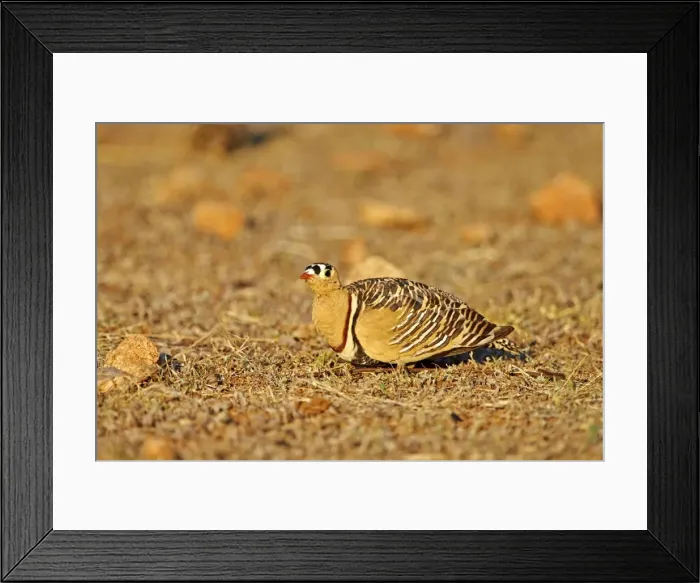 Framed Print : Picture No. 11676871 Framed Print : Picture No. 11676871